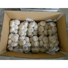China Fresh Pure White Garlic
